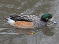Chiloe Wigeon